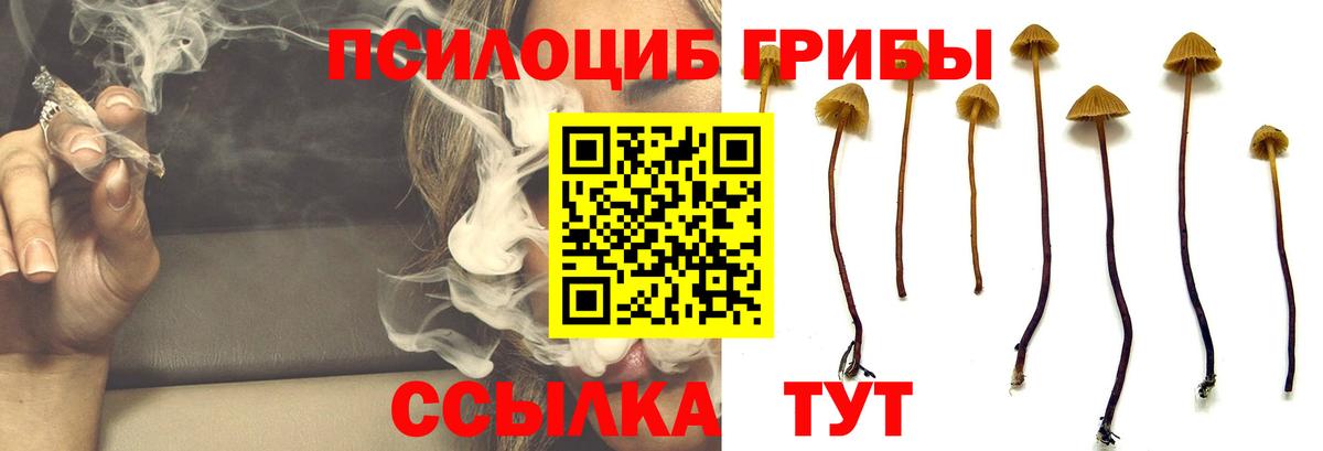 Псилоцибиновые грибы Psilocybe Ачинск